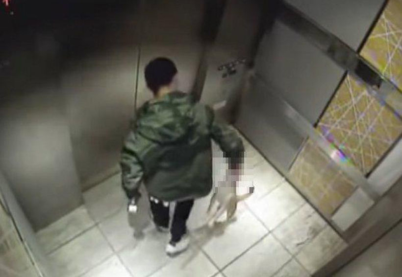 Video: Un joven maltrata cruelmente a su perrito en el ascensor | El Imparcial de Oaxaca