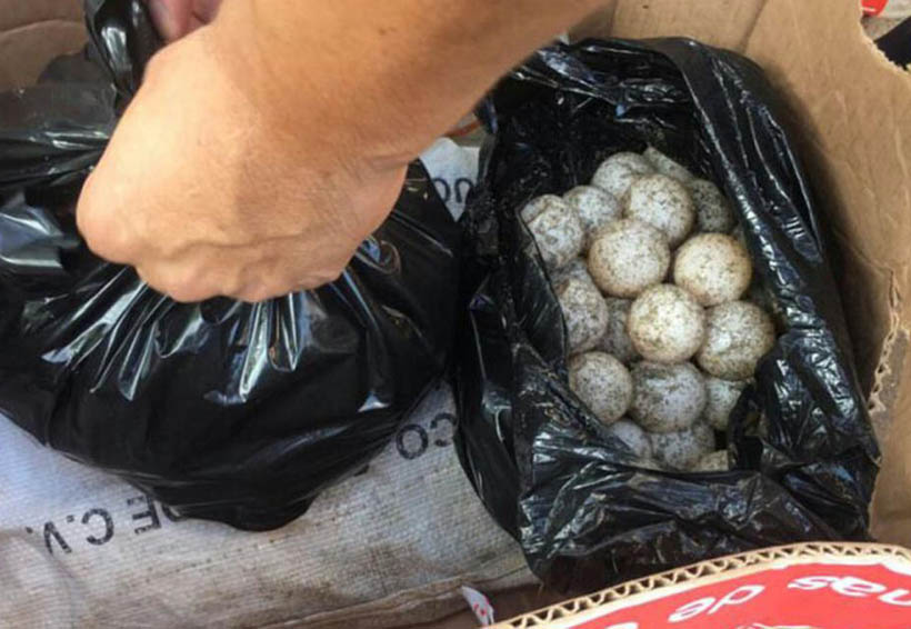 Decomisan huevos de tortuga en el Istmo | El Imparcial de Oaxaca
