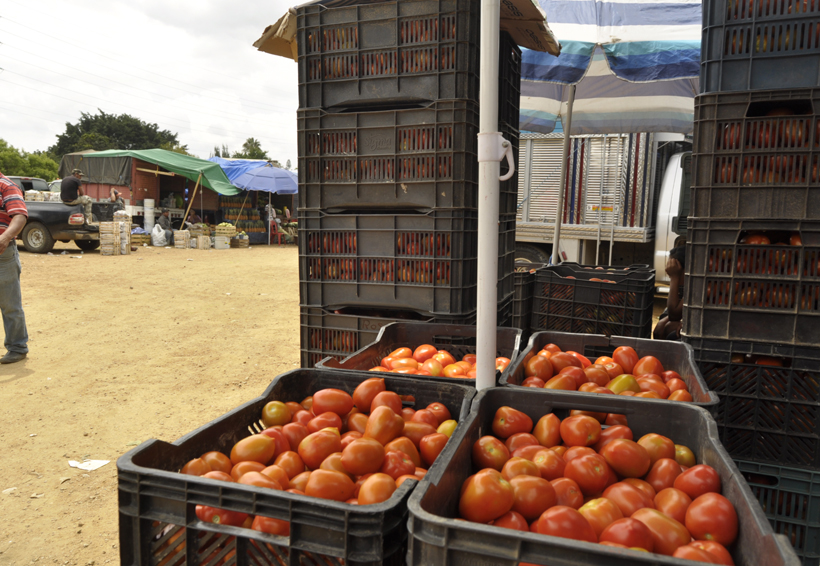Precio del tomate sigue aumentando en Oaxaca | El Imparcial de Oaxaca