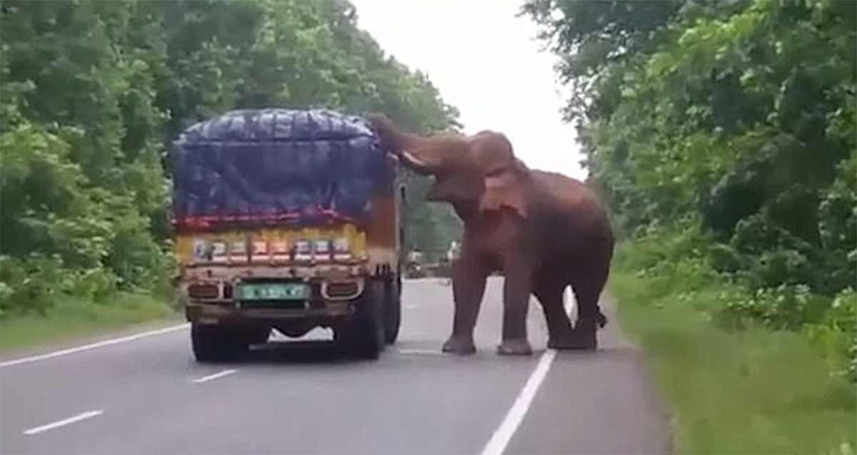 Video: Captan a elefante hambriento ‘asaltando’ un camión de papas | El Imparcial de Oaxaca