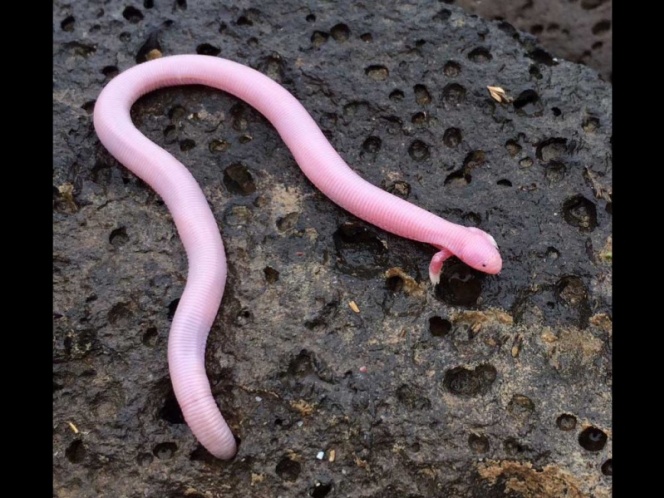 Este es el ‘mítico’ reptil de dos patas que sorprendió a bióloga | El Imparcial de Oaxaca