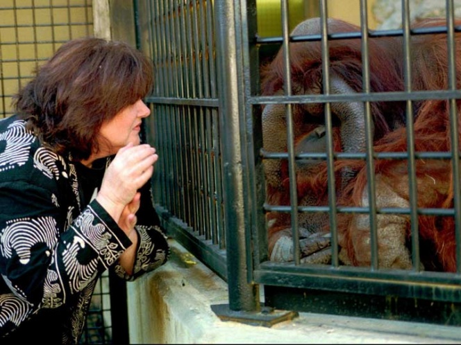 Orangután que aprendió lenguaje de señas fallece en Atlanta | El Imparcial de Oaxaca