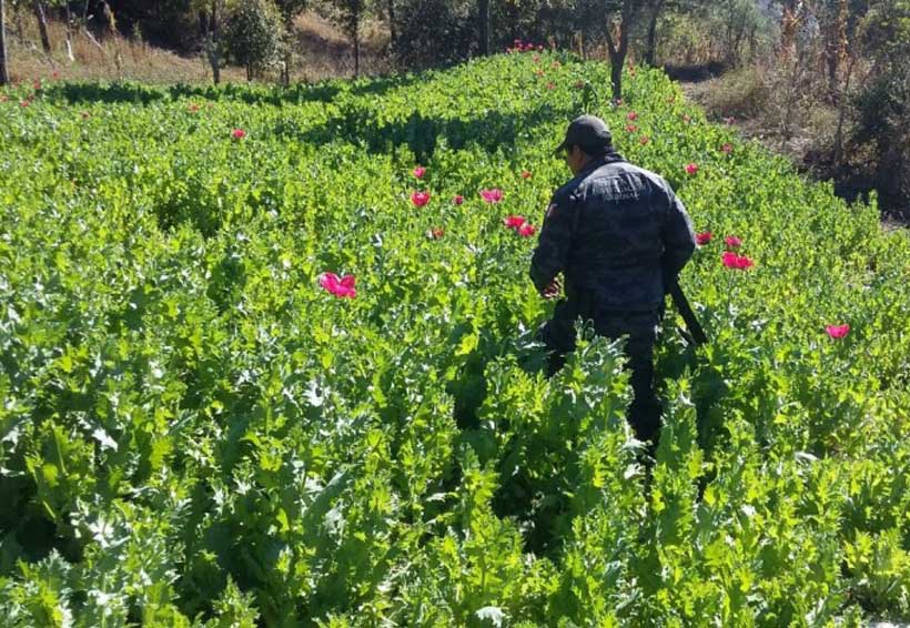 Incineran en Oaxaca más de 8 millones de plantas de amapola | El Imparcial de Oaxaca Incineran en Oaxaca más de 8 millones de plantas de amapola | El Imparcial de Oaxaca