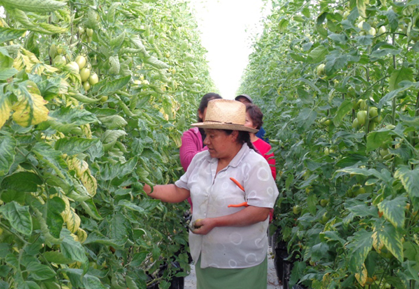 En la Mixteca la producción del campo, una oportunidad para inmigrantes
