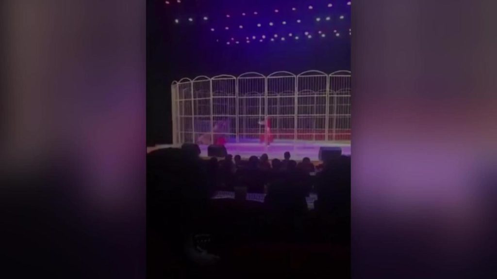 Video: Tigre ataca a entrenador en circo en China