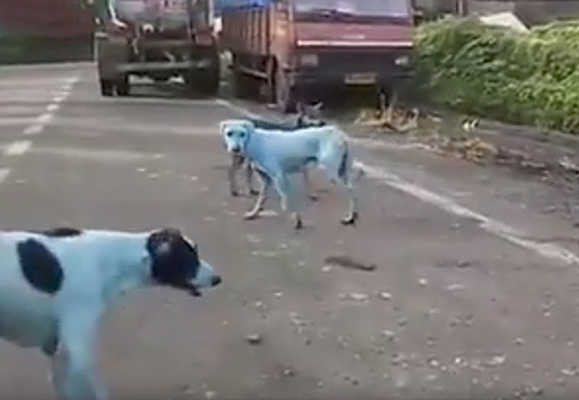 La extraña razón por la que los perros de Bombay ‘se están volviendo’ azules | El Imparcial de Oaxaca
