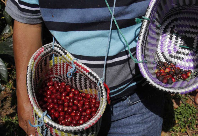 Reconocen calidad de café oaxaqueño en Certamen Excelencia 2017 | El Imparcial de Oaxaca