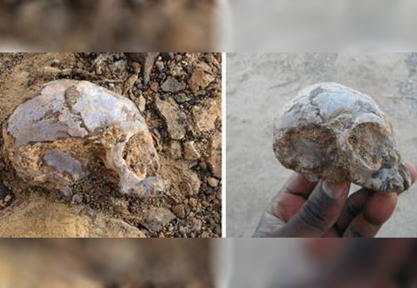 Cráneo de simio bebé de millones de años da luz sobre ancestros humanos | El Imparcial de Oaxaca