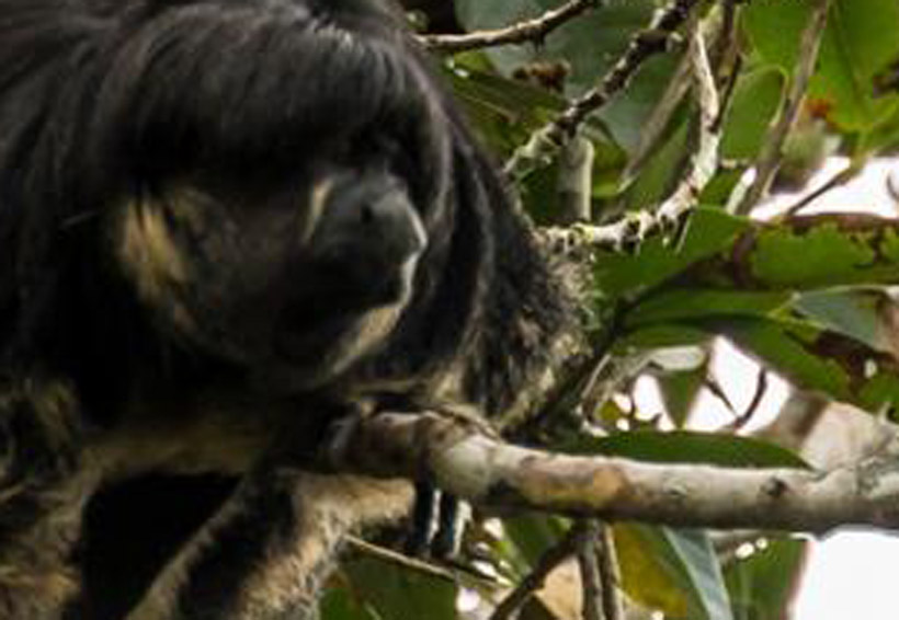 Escurridizo animal de la Amazonia que no se veía desde 1936, ha sido fotografiado | El Imparcial de Oaxaca