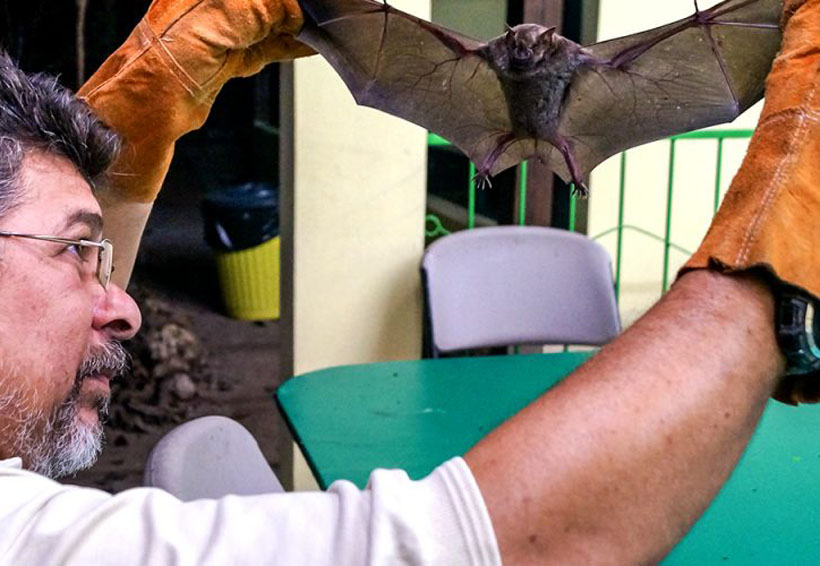 Murciélagos con rabia amenazan al ganado mexicano; combatirlos pone en riesgo a otras especies | El Imparcial de Oaxaca