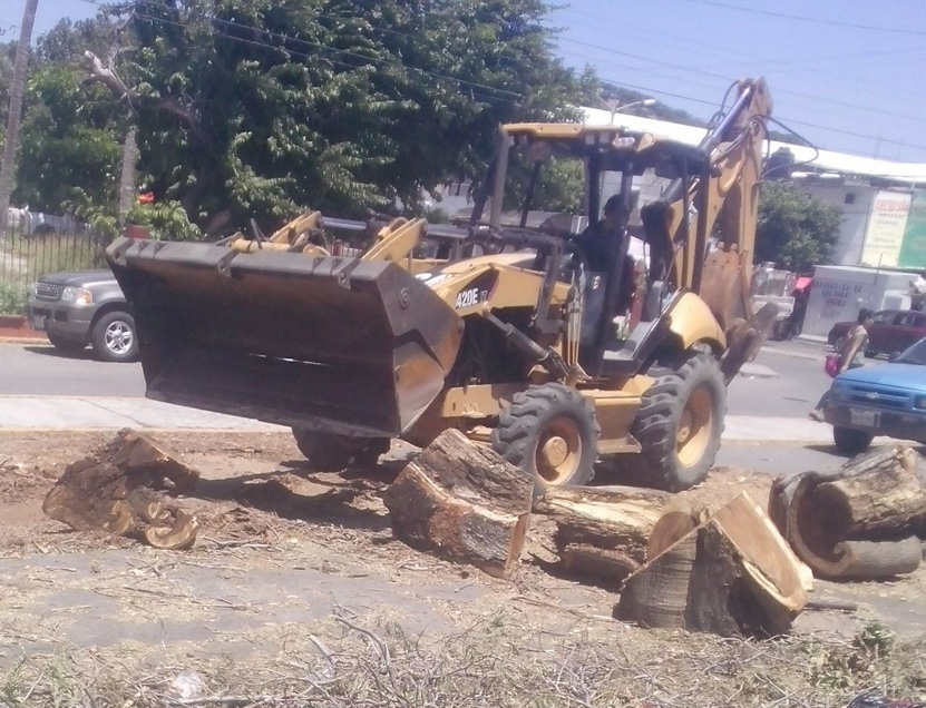 Retiran árbol que obstruía la calle en Salina Cruz | El Imparcial de Oaxaca