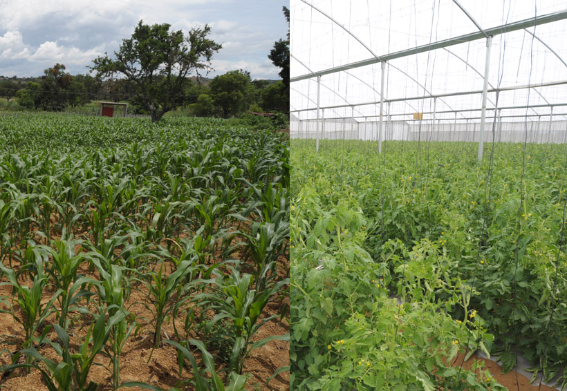 En Oaxaca, vive el campo contraste entre el maíz y el tomate | El Imparcial de Oaxaca