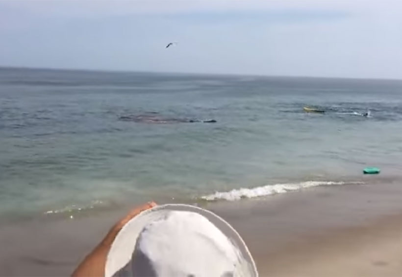 Video: Huyen surfistas de ataque de tiburón | El Imparcial de Oaxaca