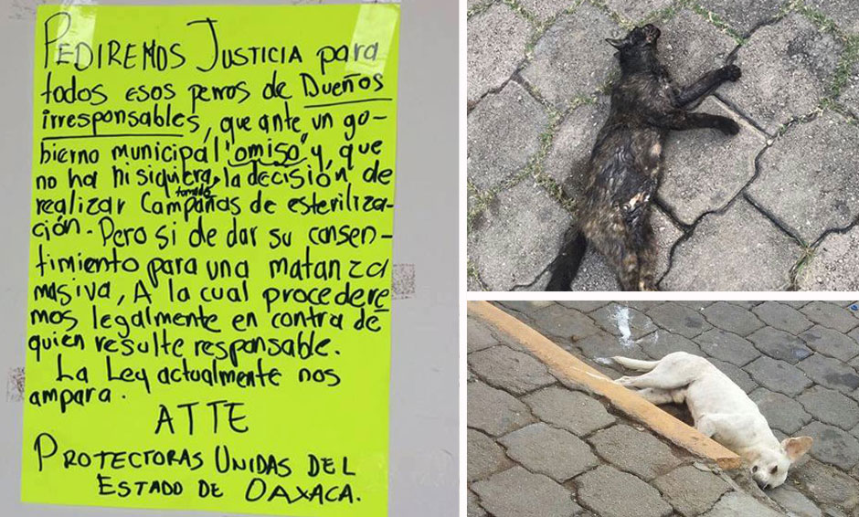 Denuncian envenenamiento masivo de mascotas en Etla, Oaxaca | El Imparcial de Oaxaca