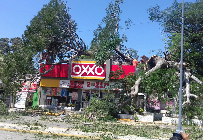 Se desploma árbol y causa daños a negocio y autos en el Istmo | El Imparcial de Oaxaca