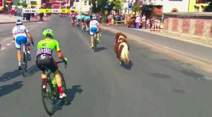 Un poni intenta ganar una etapa de la Vuelta a Polonia | El Imparcial de Oaxaca