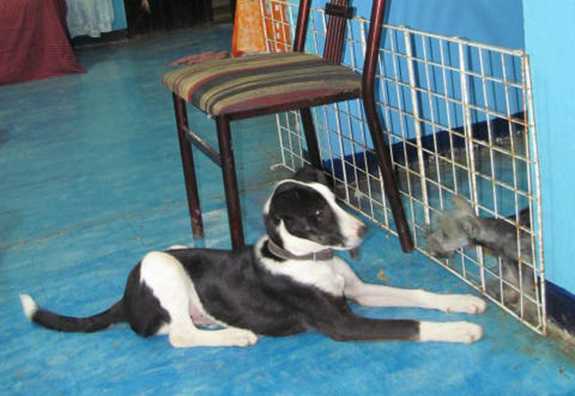 Sólo hay dos veterinarios en Huautla, Oaxaca  para atender a las mascotas | El Imparcial de Oaxaca