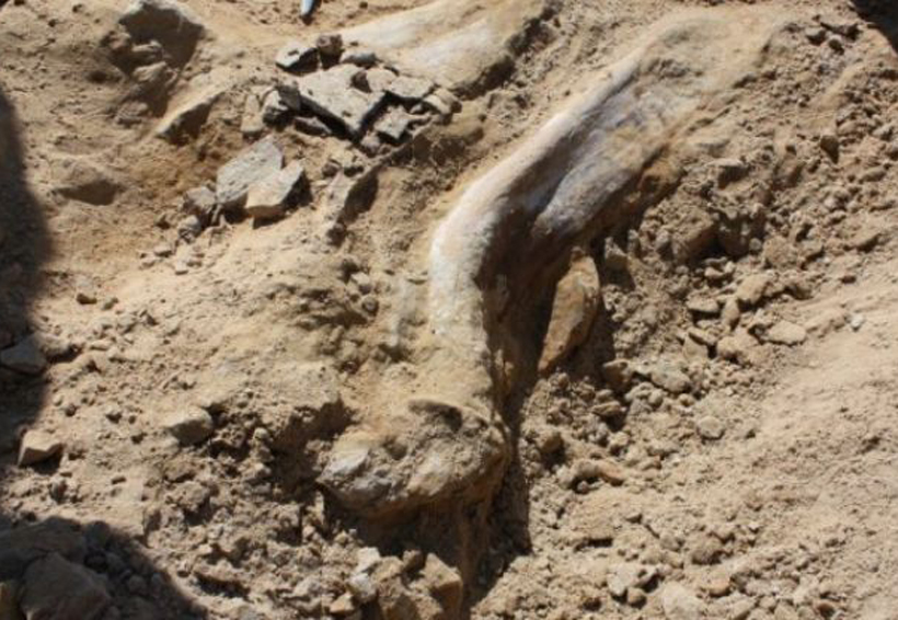Hallan huesos de triceratops; tendrían 66 millones de años | El Imparcial de Oaxaca