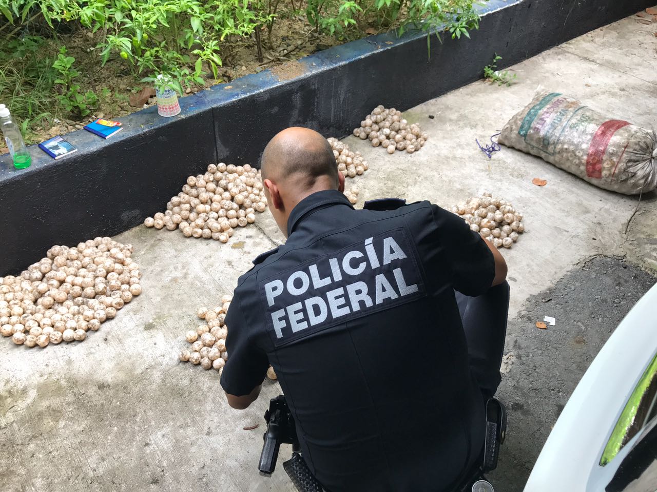 Decomisan huevos de tortuga en carretera a Salina Cruz, Oaxaca | El Imparcial de Oaxaca