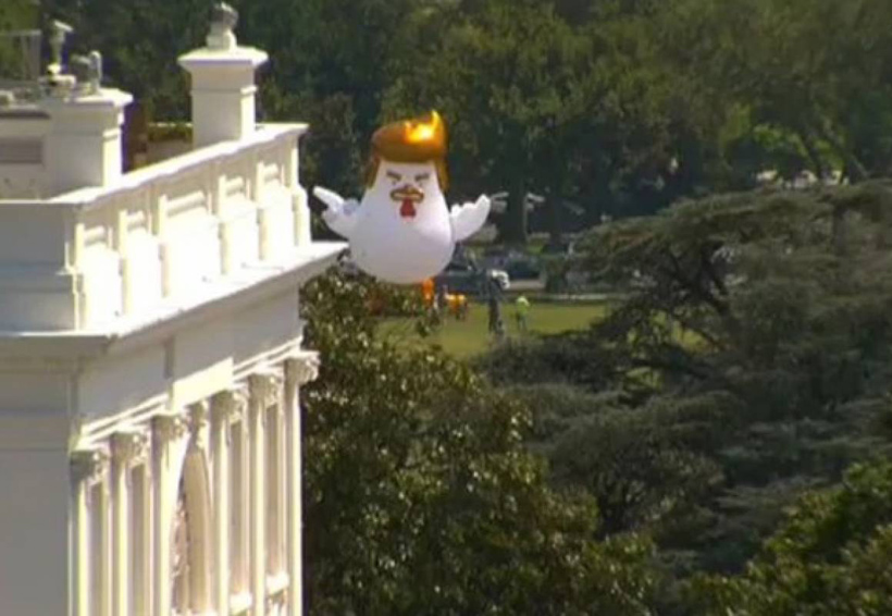 Un pollo gigante con la cara de Trump aparece en las inmediaciones de la Casa Blanca | El Imparcial de Oaxaca
