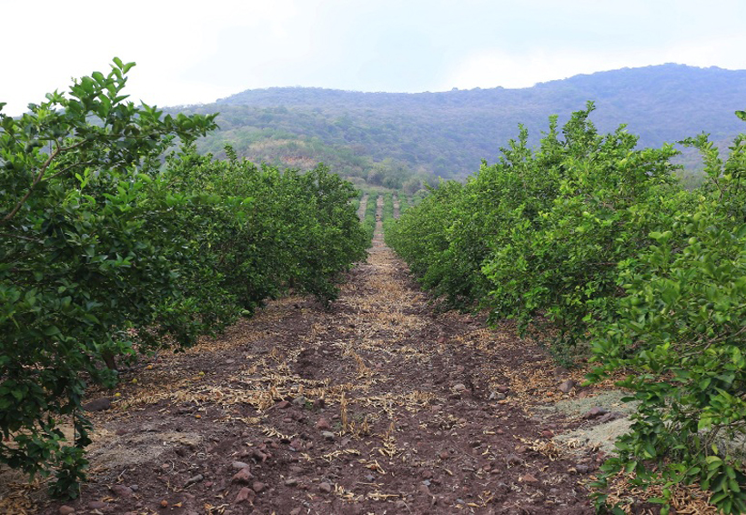 Benefician lluvias producción de limón en Tuxtepec, Oaxaca | El Imparcial de Oaxaca
