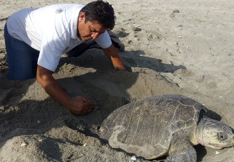 Más de 1 millón de tortugas arribarán a Morro Ayuta, Oaxaca
