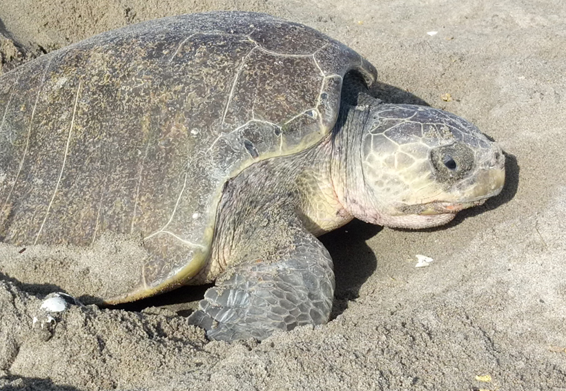 Más de 1 millón de tortugas arribarán a Morro Ayuta, Oaxaca