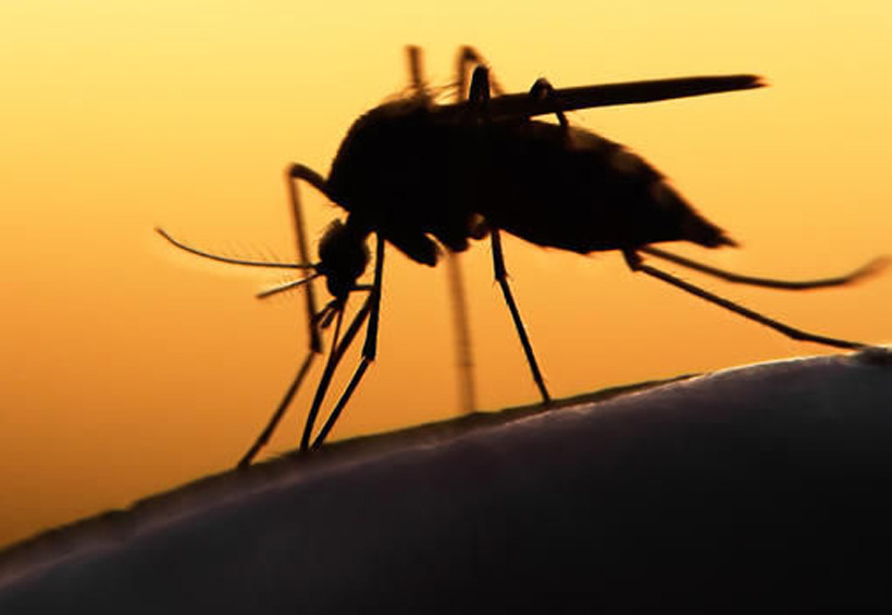 ¿El virus del zika podría ayudar contra el cáncer cerebral? | El Imparcial de Oaxaca