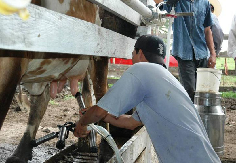 Productores de leche temen ser ‘moneda de cambio’ en negociaciones del TLCAN | El Imparcial de Oaxaca
