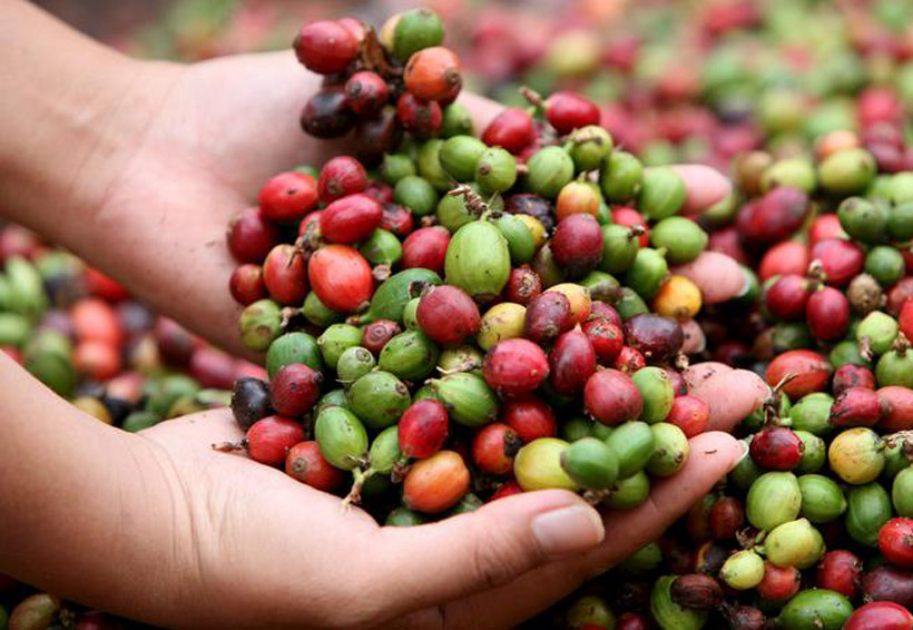 Latinoamérica perderá más del 80% de café en el 2050 | El Imparcial de Oaxaca