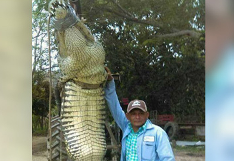 Enorme cocodrilo mata a pescador en Tabasco | El Imparcial de Oaxaca