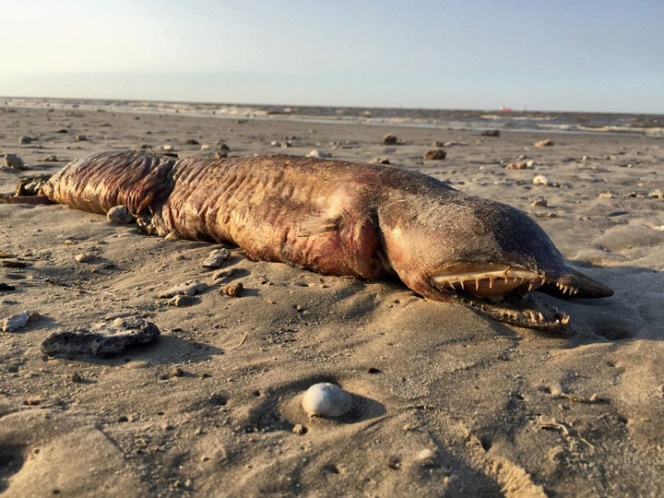 Extraña criatura aparece en playa de Texas tras huracán ‘Harvey’ | El Imparcial de Oaxaca