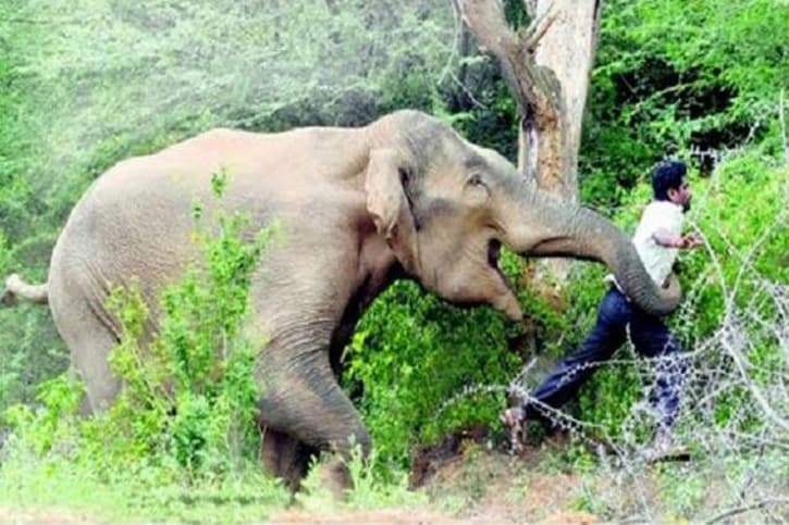 Un elefante pisotea y mata a un hombre que quiso hacerse un ‘selfie’ con él | El Imparcial de Oaxaca