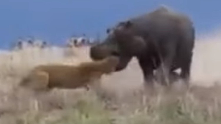 Video: Leona casi pierde la cabeza por un hipopótamo | El Imparcial de Oaxaca