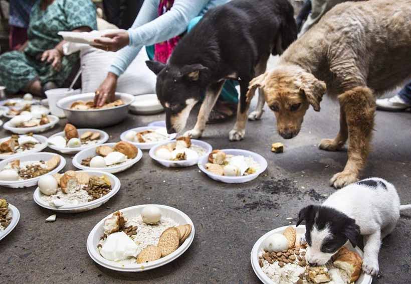 Veterinarios de la UNAM atienden a más de 100 perros afectados por el sismo | El Imparcial de Oaxaca