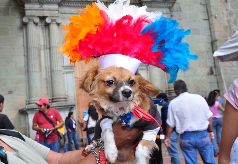 En Oaxaca, cientos de católicos llevan a bendecir a sus mascotas | El Imparcial de Oaxaca