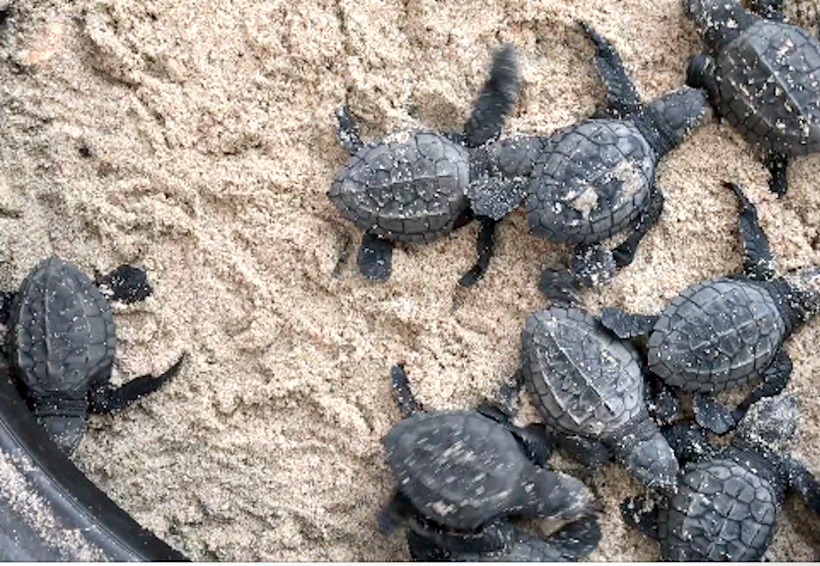 Liberan tortugas en playas del Istmo de Tehuantepec
