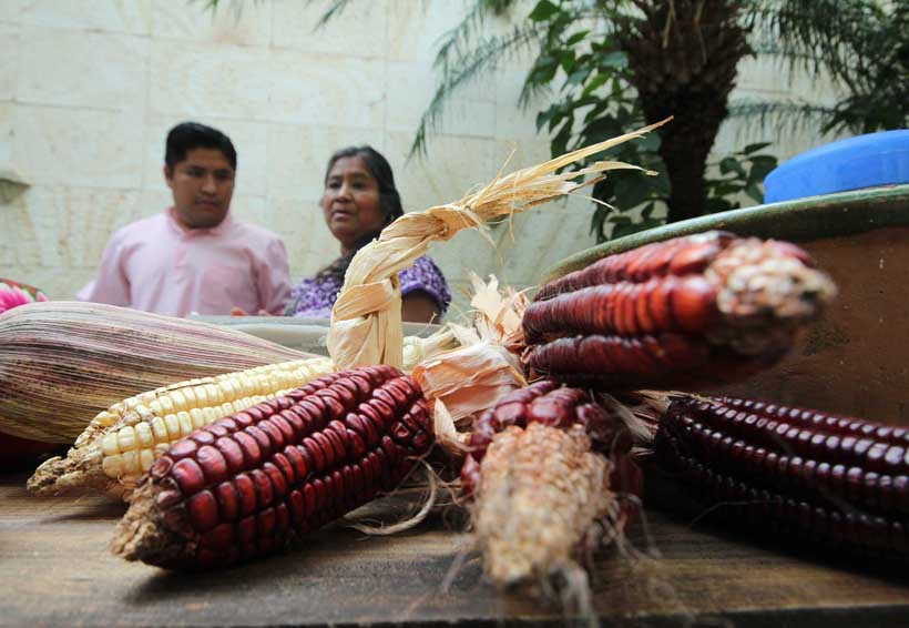 Oaxaca con déficit en producción de maíz | El Imparcial de Oaxaca