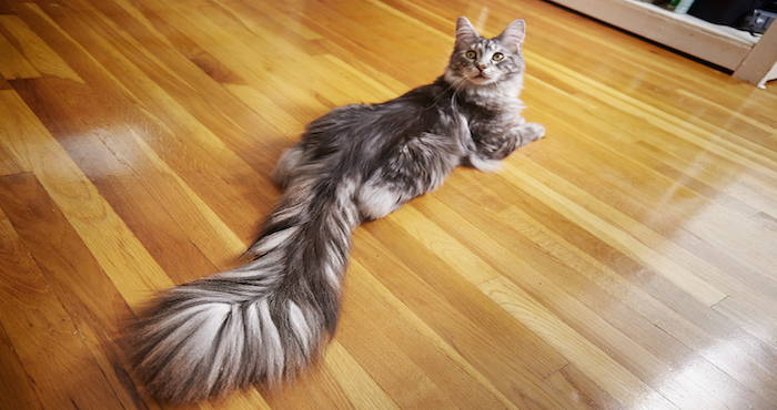 Un gato doméstico bate récord mundial con cola de casi medio metro | El Imparcial de Oaxaca