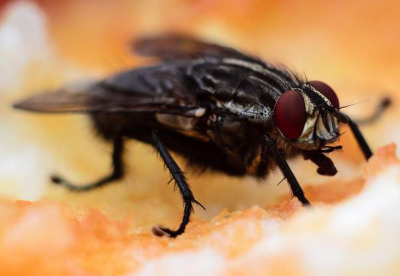 Los asquerosos organismos que dejan las moscas en tu comida | El Imparcial de Oaxaca