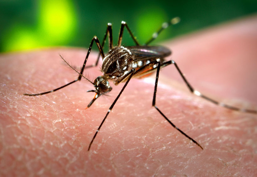 Alertan en Oaxaca sobre dengue, zika y chikungunya | El Imparcial de Oaxaca
