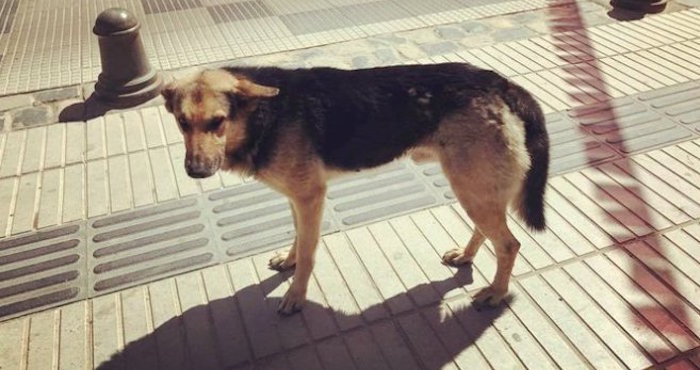 “Orejón”, el perro “roba empanadas”, será adoptado | El Imparcial de Oaxaca
