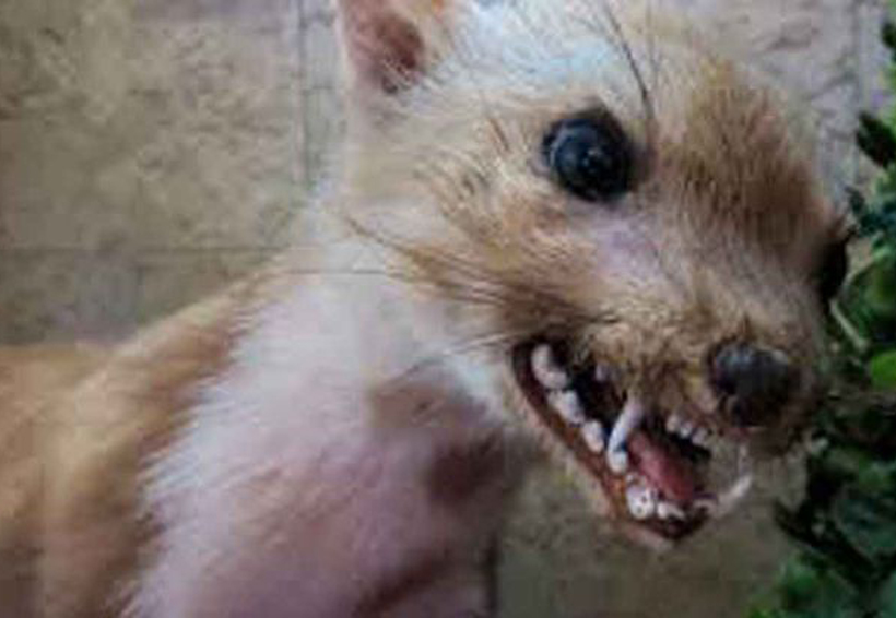 “Perros zombies” y la enfermedad contagiosa que ocultan | El Imparcial de Oaxaca