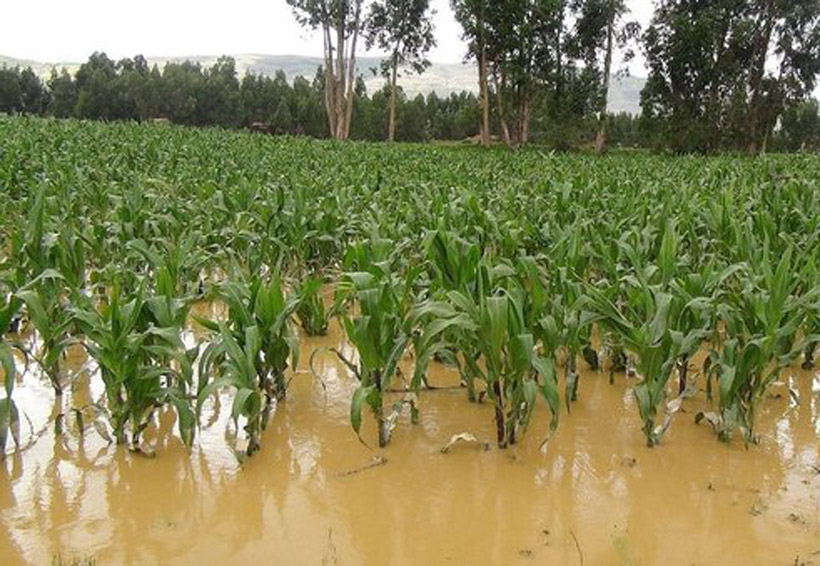 Se perdieron 40 mil hectáreas de cultivo por lluvias de las últimas semanas: Sagarpa | El Imparcial de Oaxaca