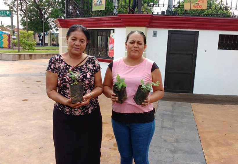 En el Istmo responden ciudadanos  a  “Adopta una árbol” | El Imparcial de Oaxaca