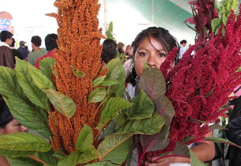 Anuncian sexta edición del Día  del Amaranto, en “El Llano” | El Imparcial de Oaxaca