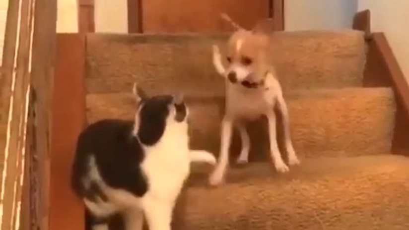 Video: Gato “presiona” accidentalmente el botón de turbo de este perro | El Imparcial de Oaxaca