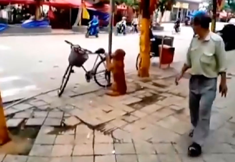 Video: Perro cuida bicicleta de su dueño mientras no está; luego, ambos se suben en ella | El Imparcial de Oaxaca