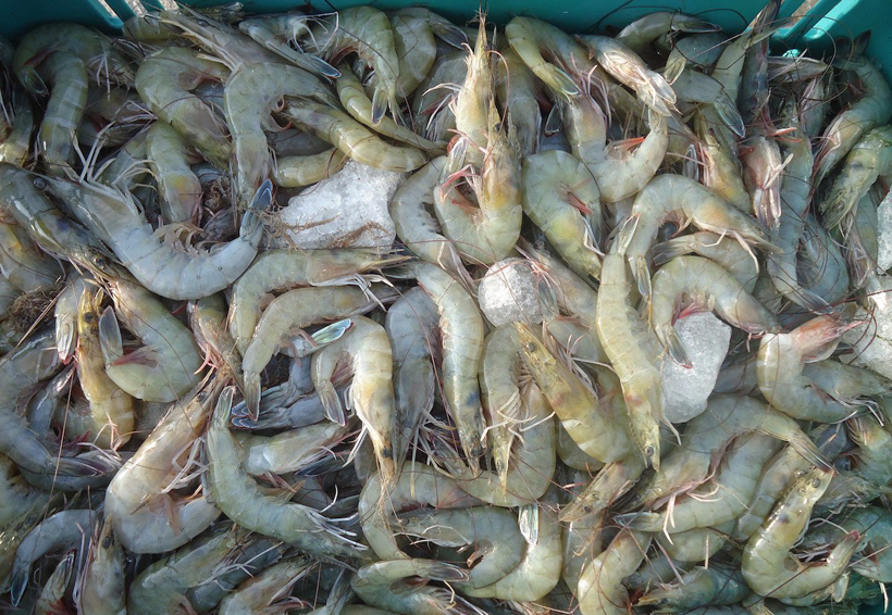 Derrames de Pemex en Salina Cruz ponen en riesgo pesca de camarón | El Imparcial de Oaxaca