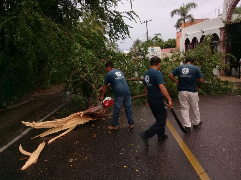 Cae árbol por lluvias en  Puerto Escondido, Oaxaca | El Imparcial de Oaxaca